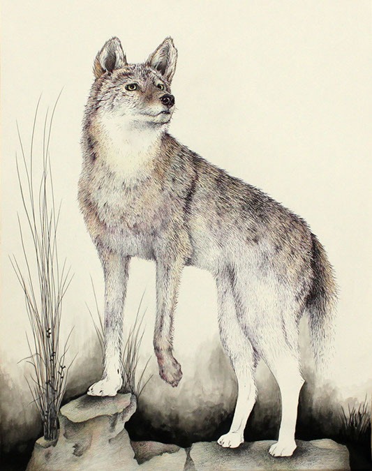 Color pencil drawing of a wolf standing on rocks