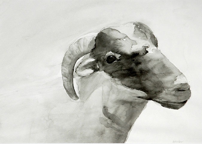 Ink drawing of a ram